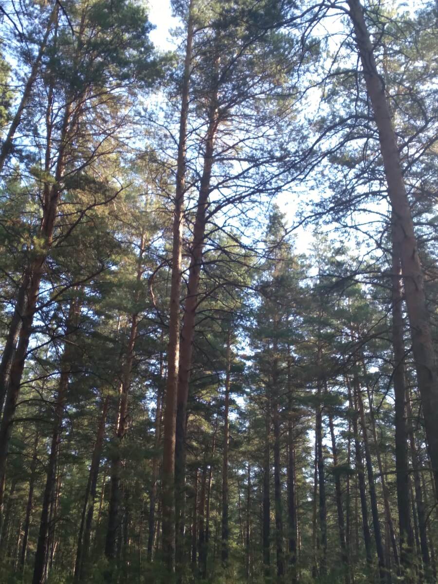 Осенний день прекрасен в совей сути...