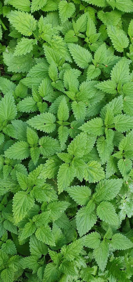 Крапива в середине сентября. Фото автора