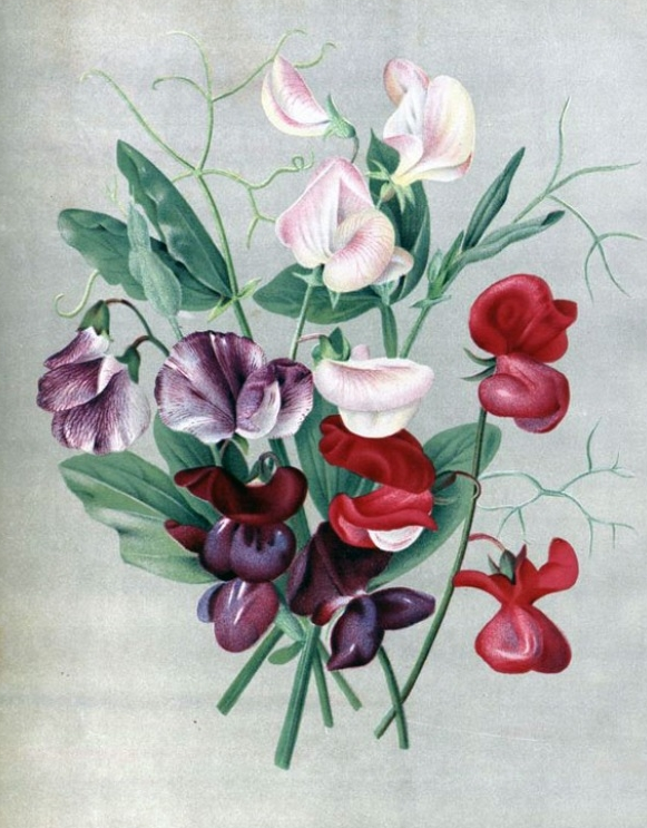 Из интернета. Винтажная открытка.