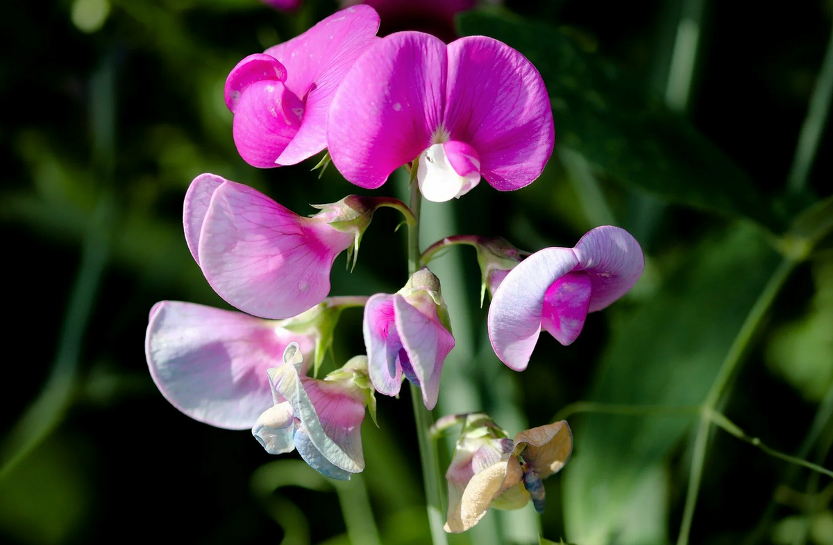 Из интернета.