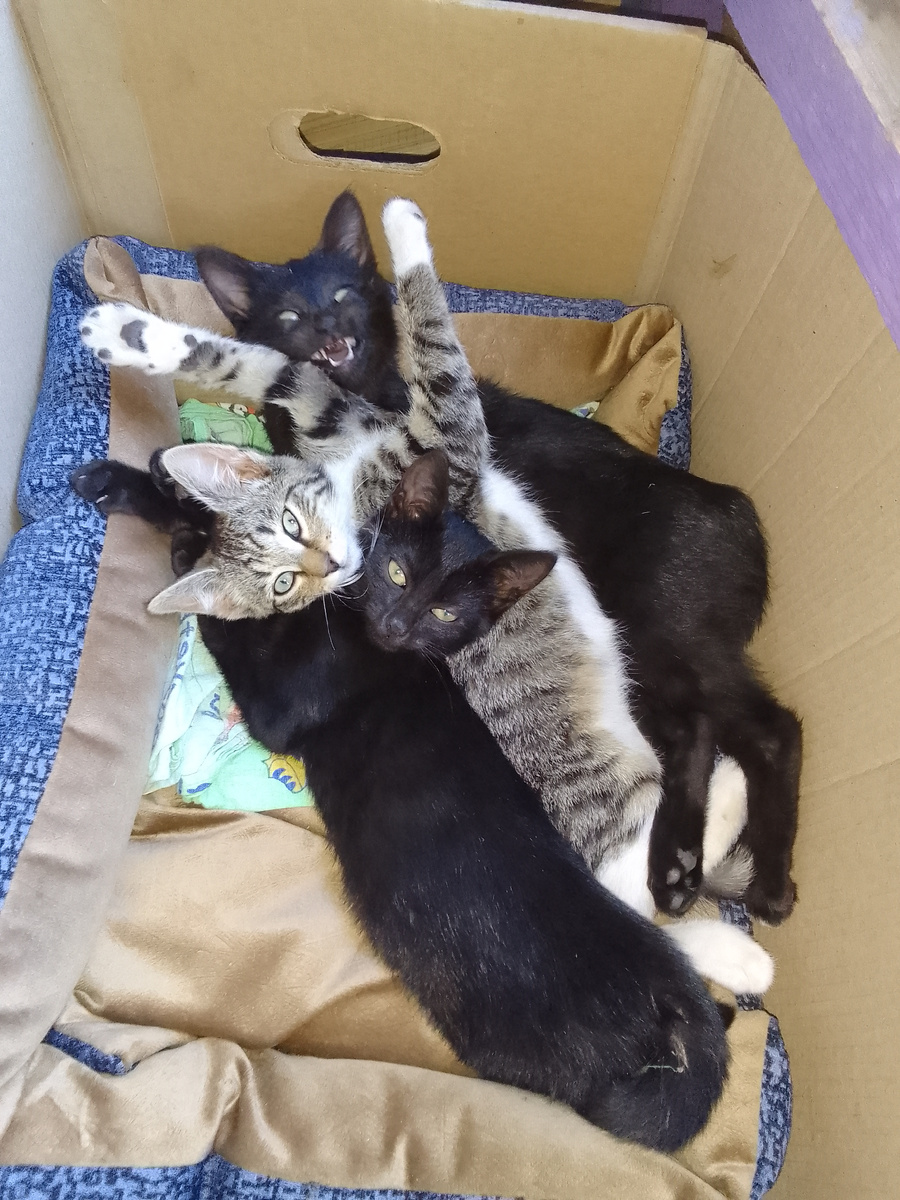 Пушистый букет 