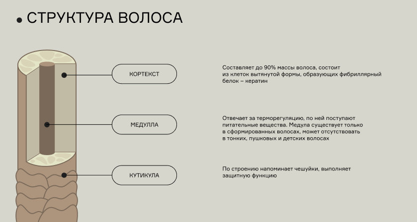 Строение волоса