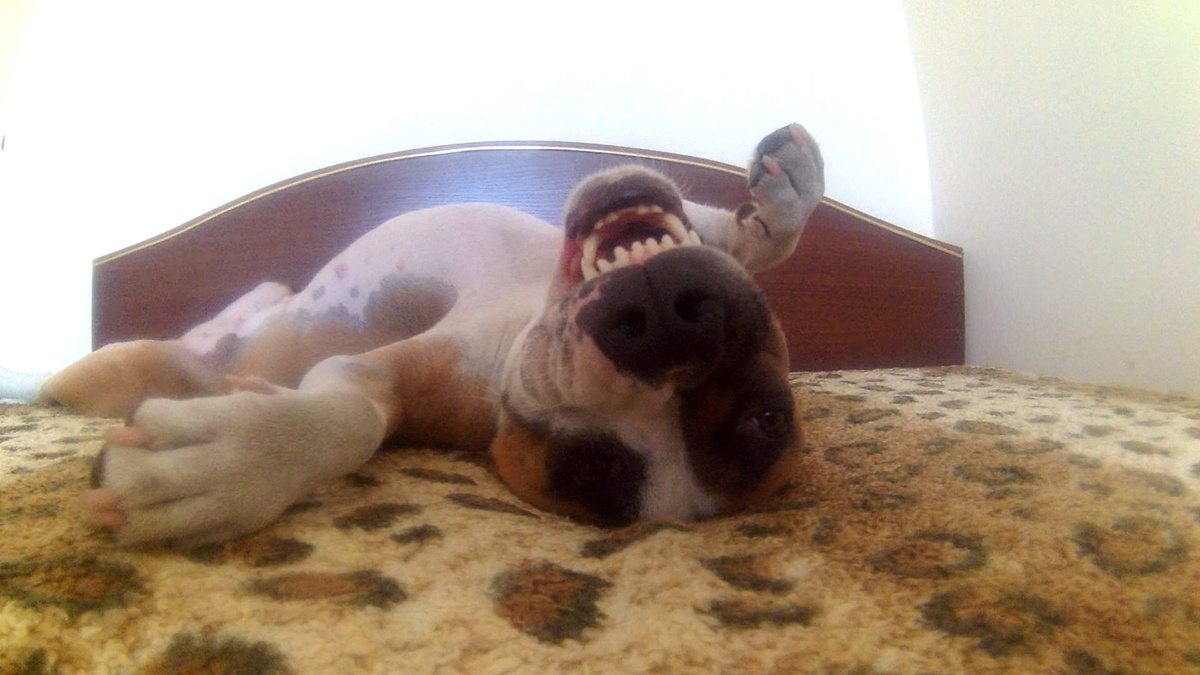 Амстафф Трейси на кровати.