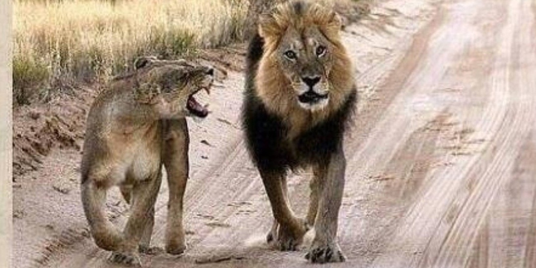 Удивительные истории семейных консультаций. Обмен ролями у супругов и нарушения внутрисемейной коммуникации(протест и обида )