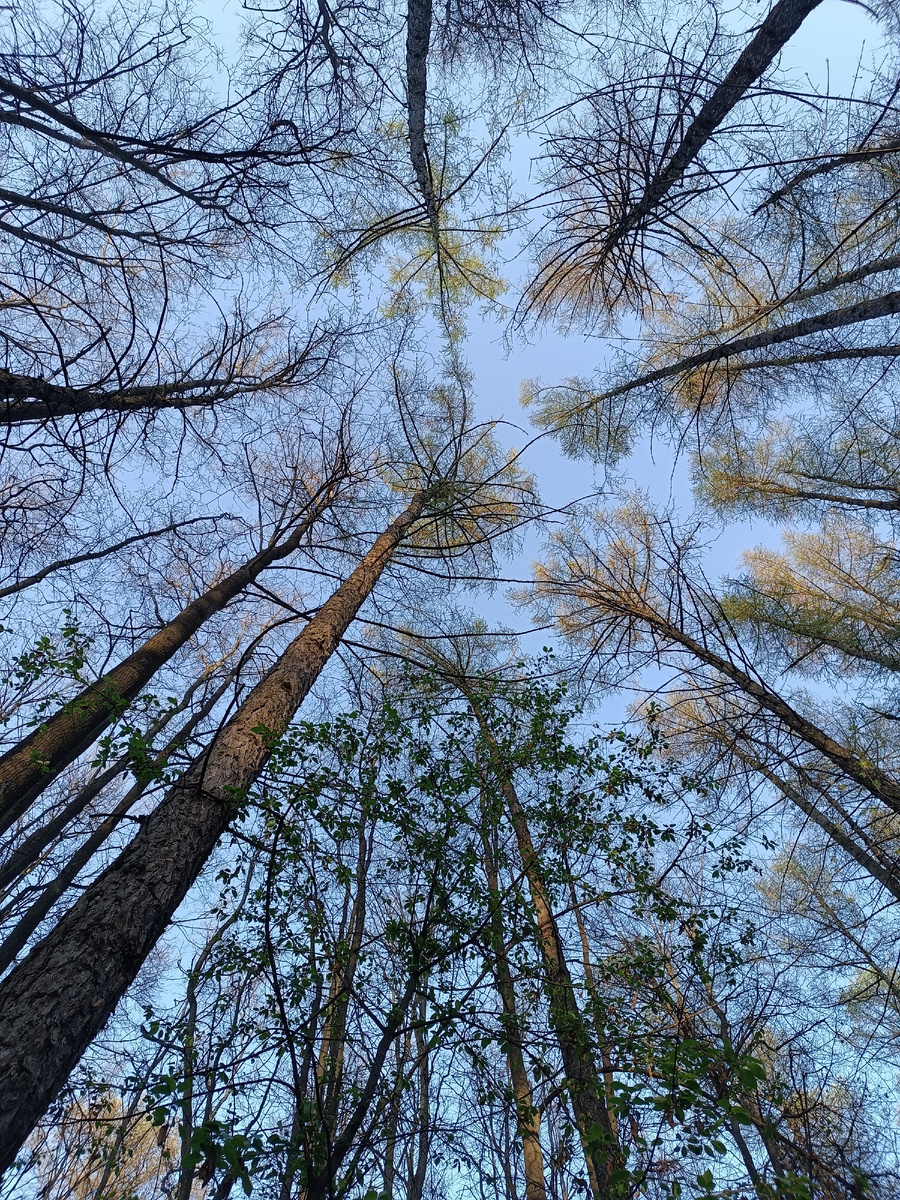 Весенний лес