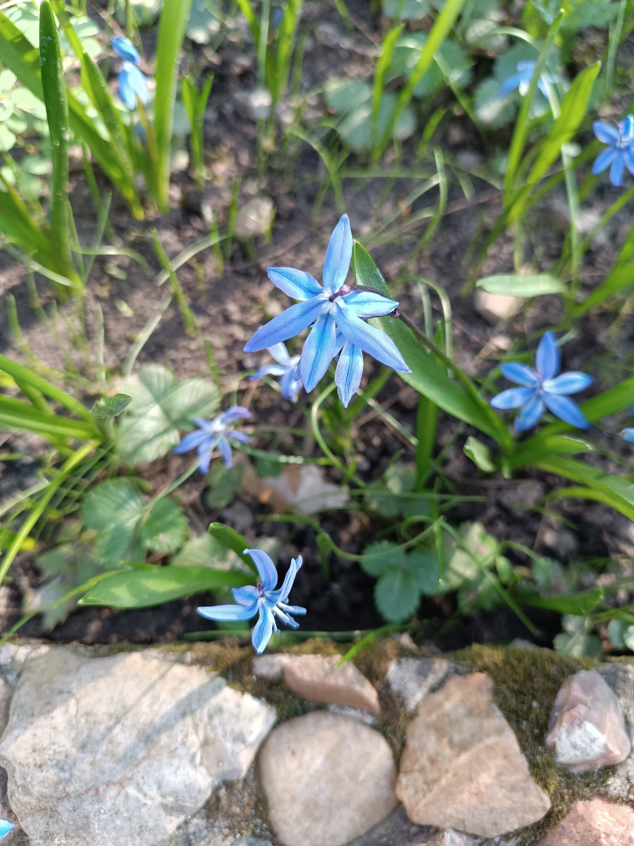 Первоцветы