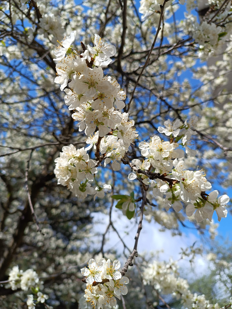 Сад в цвету