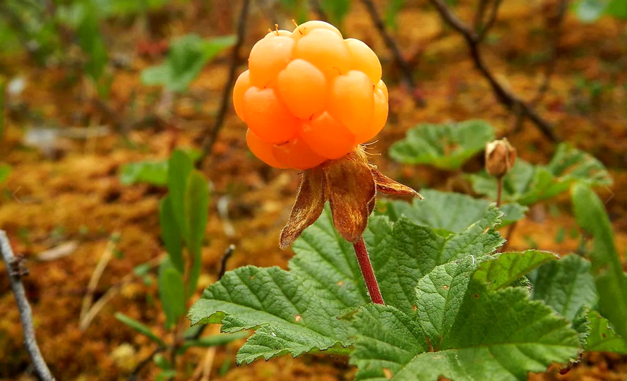 Морошка и её невероятные свойства