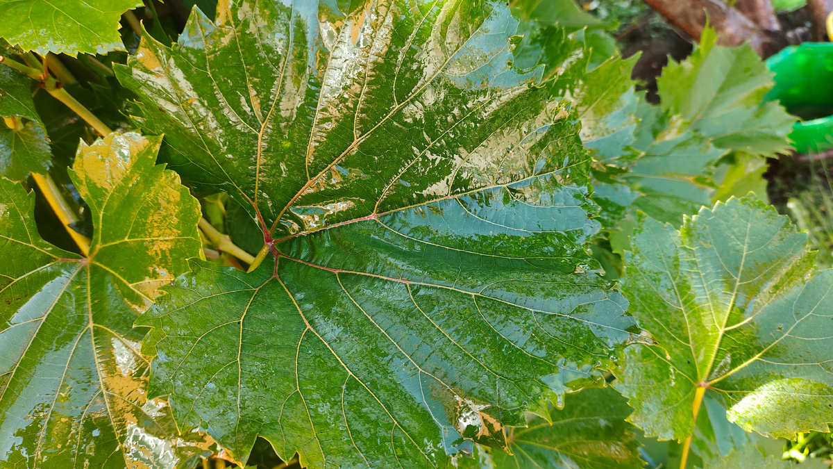 Вот так шикарно выглядят листья при обработке с профессиональным прилипателем. Фото сегодняшние   