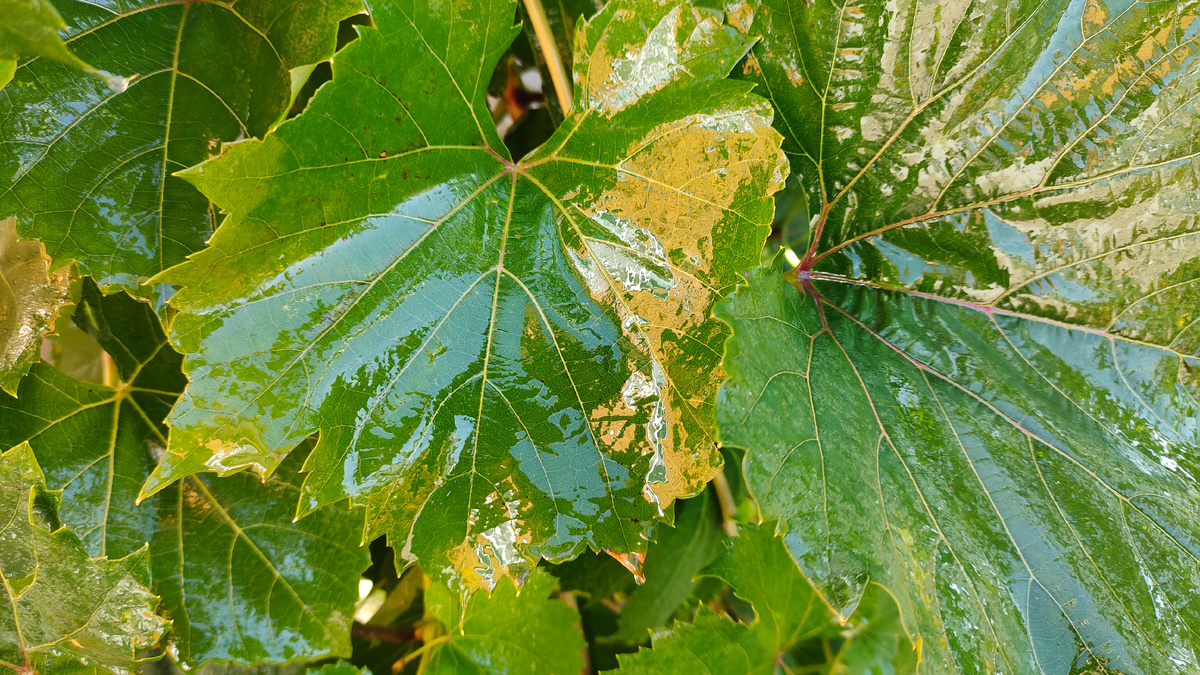 Вот так шикарно выглядят листья при обработке с профессиональным прилипателем 