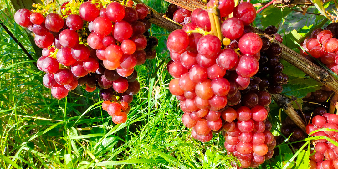 Вызревание лозы. Как ускорить?