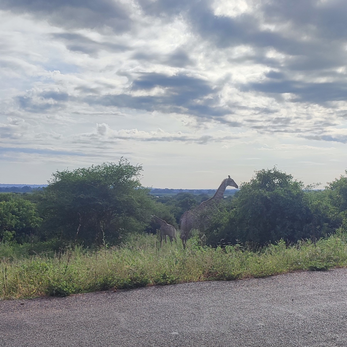 Жираф и детеныш у дороги