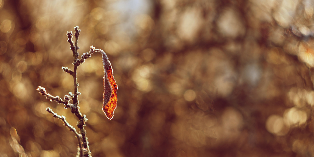 Подготовка к перезимовке у многолетников: почему важна и как помогает Лигногумат