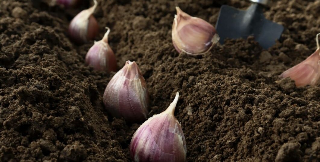 🧄 Посадка чеснока под зиму: когда и как правильно