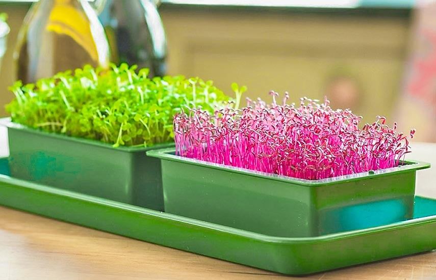 Микрогрин: Что это? Куда добавлять? Как вырастить дома?