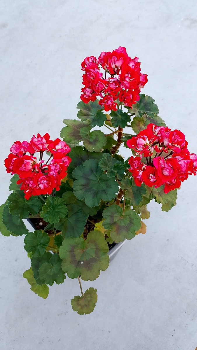 Двухлетний куст