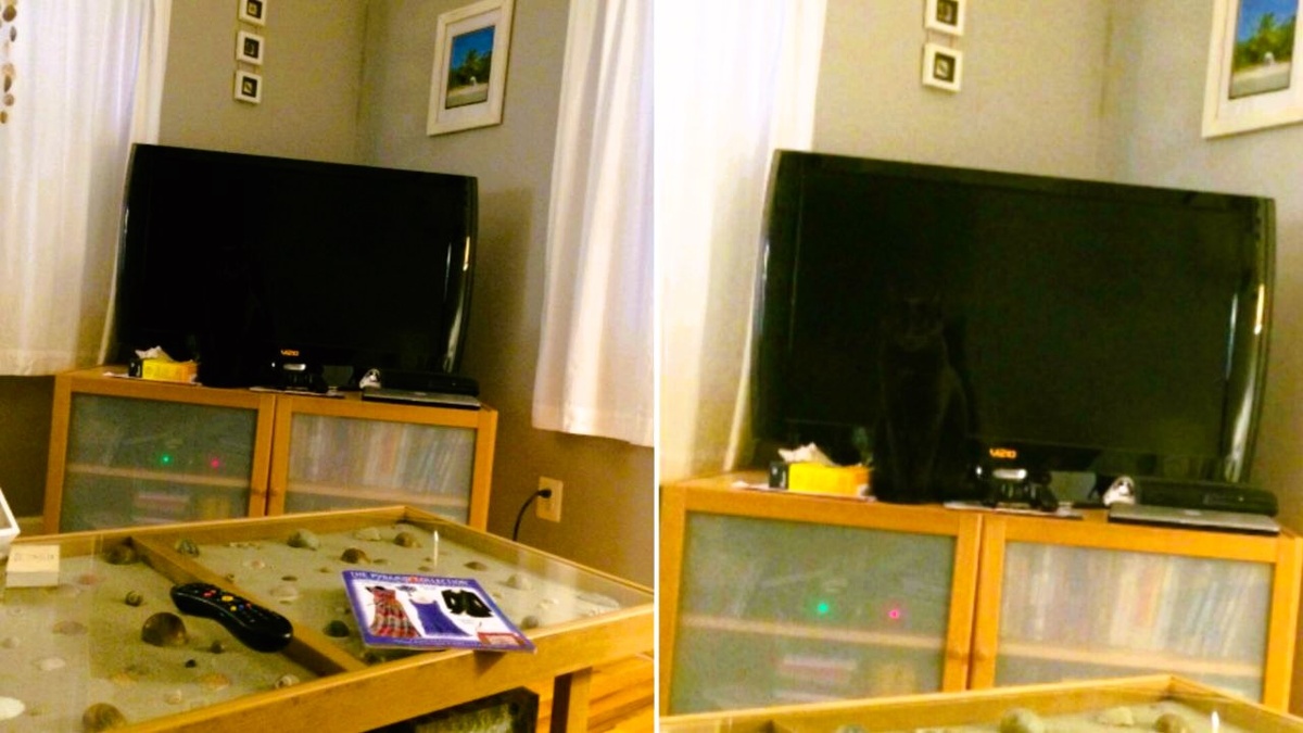 "Невидимый" кот. Фото от подписчиков --->>