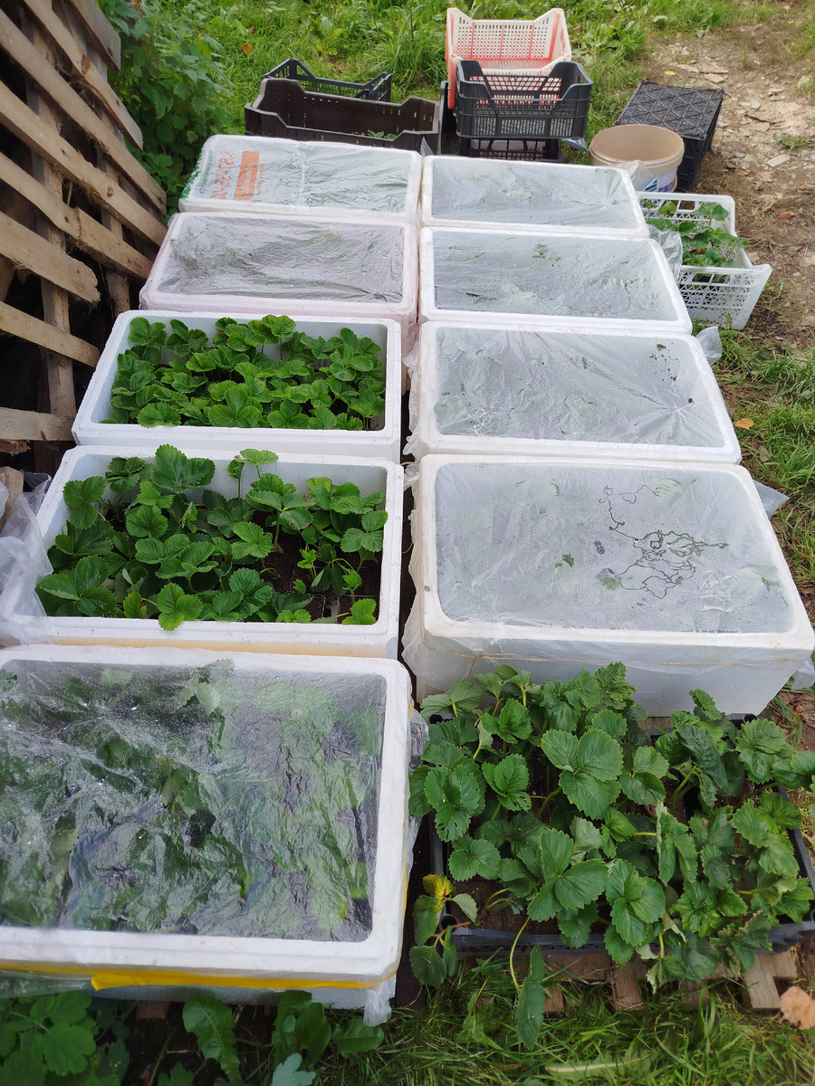 Альба, Азия и Купчиха.