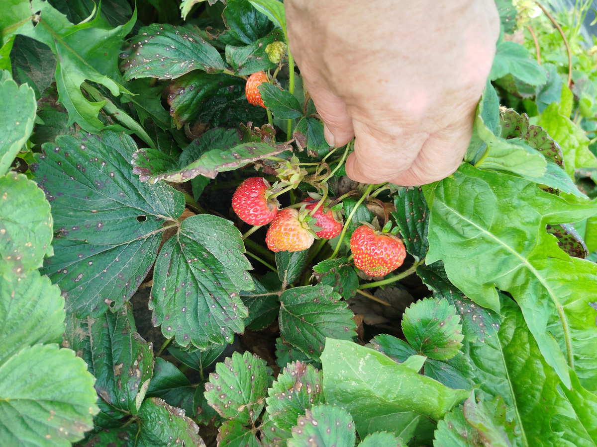 Зреет уже медленно.