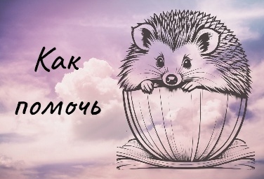 Ежики|Приюти Ежа