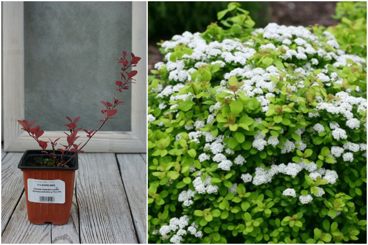 Спирея березолистная 'Tor'. 