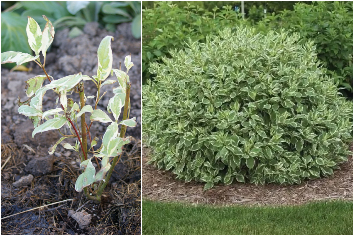 Дёрен 'Ivory Halo'. 
