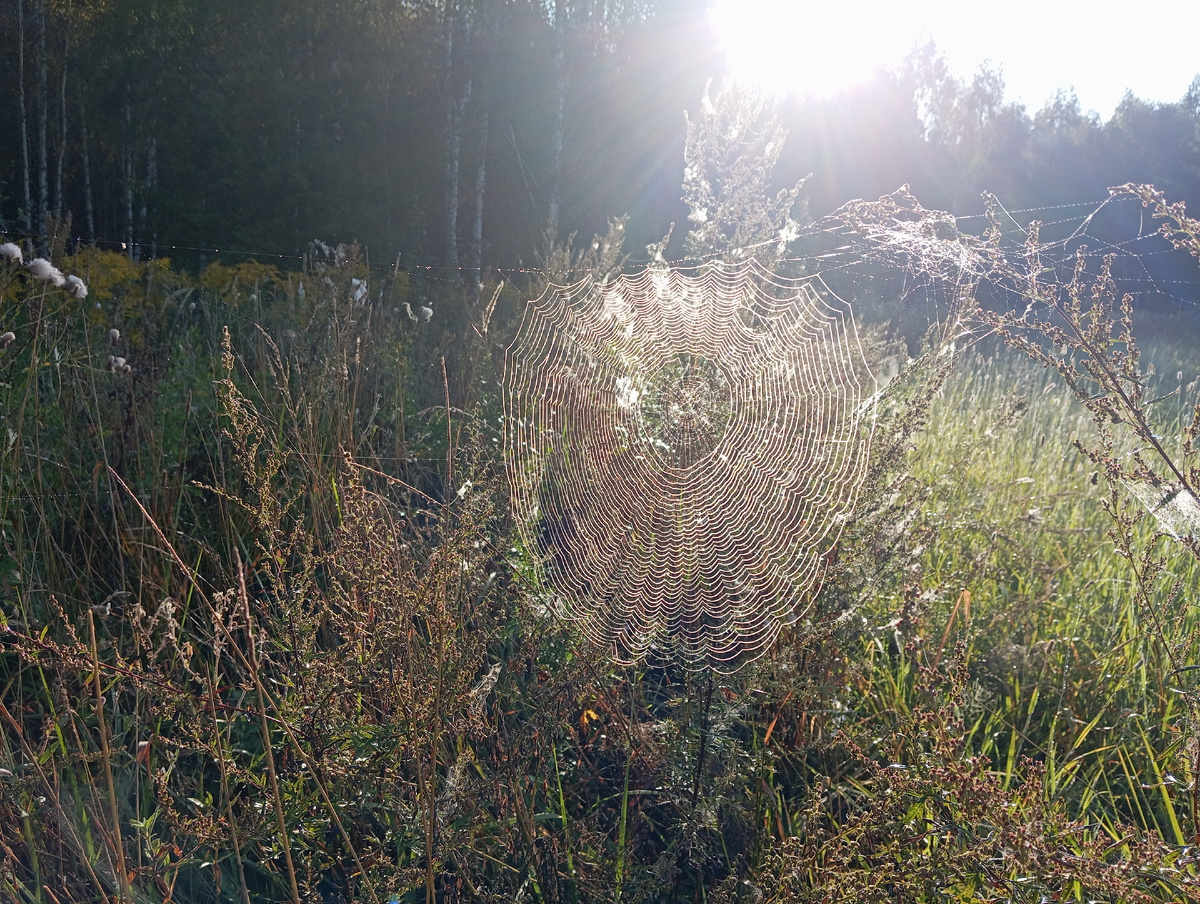 Чудесное творение паучишки