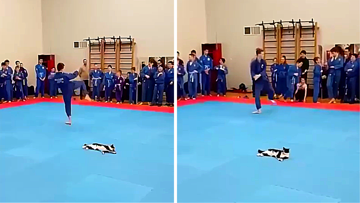 Детские спортивные соревнования: собрались юные спортсмены и их родители, болельщики,  тренерский состав... и кот! Ну а как без него?! 