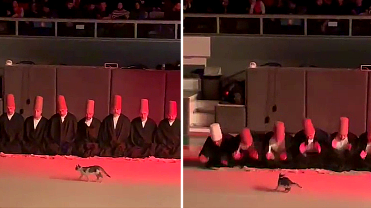 Кот явился на религиозный праздник и начал важно прогуливаться перед молящимися и залом собравшихся