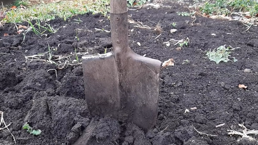 Готовлю грядку под озимый чеснок за 14 дней до посадки. Земля оседает, и зубчики не тонут глубоко