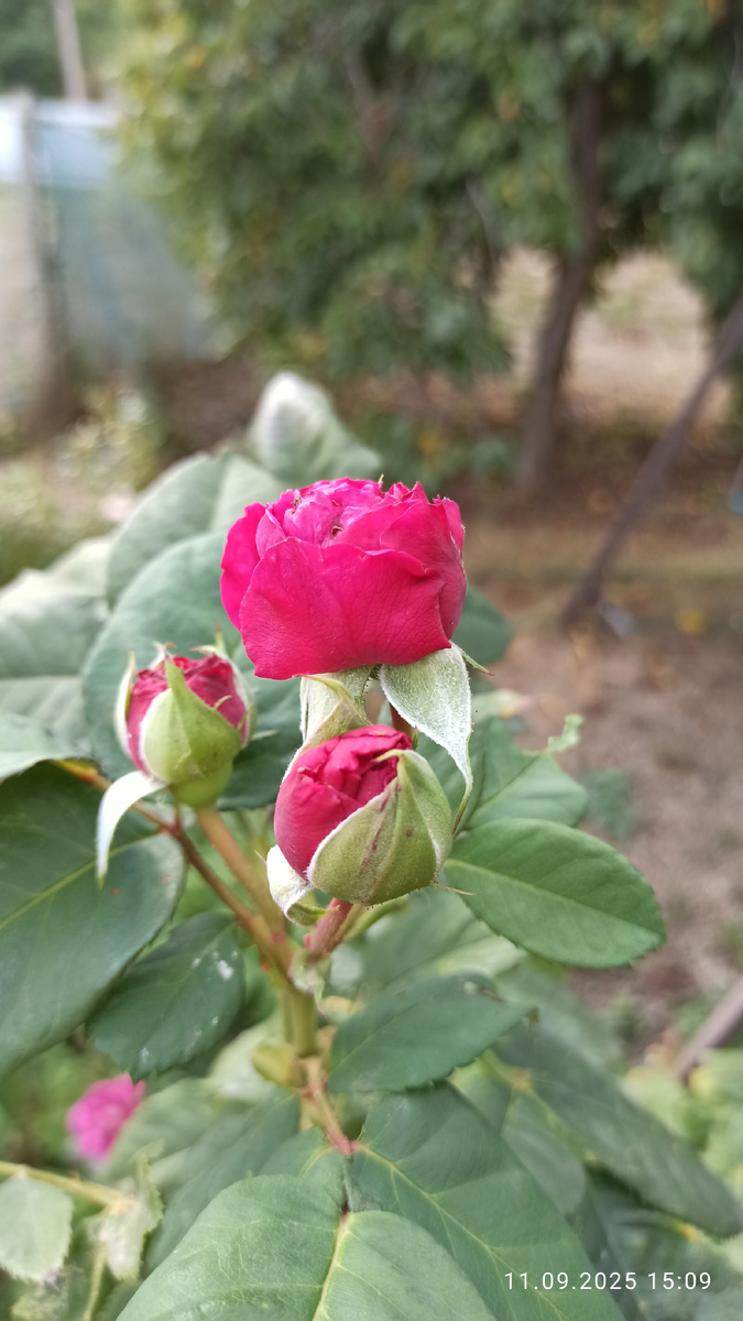 Розы радуются прохладной влажной погоде. Всё новые и новые бутоны