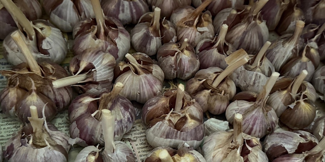 Как сохранить чеснок до лета без погреба: проверенный способ