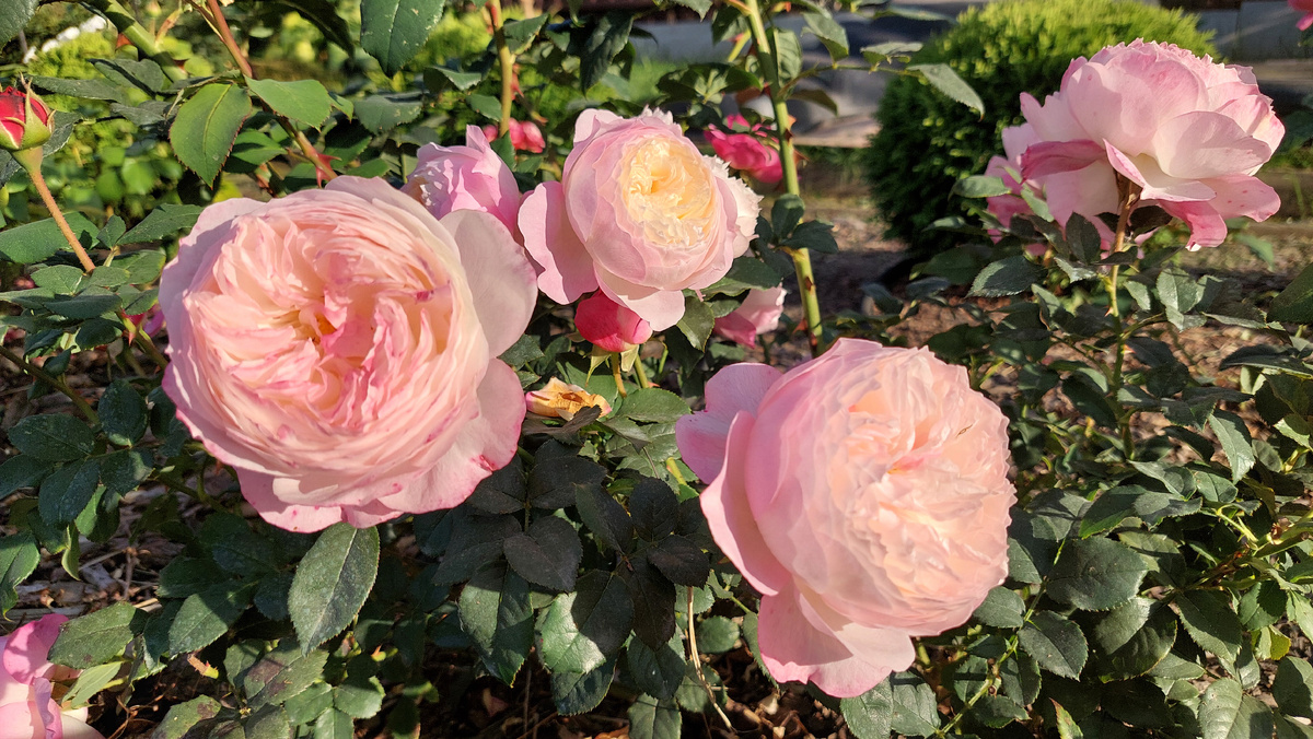 Роза констансе