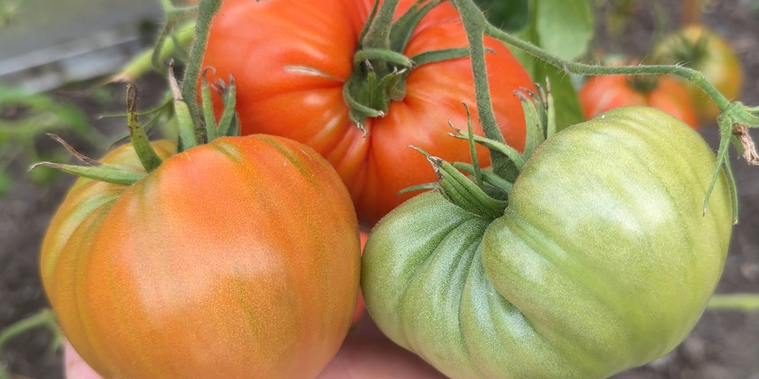 Томаты, которые не подводят: 5 сортов, с которых я собираю рекордный урожай каждый год