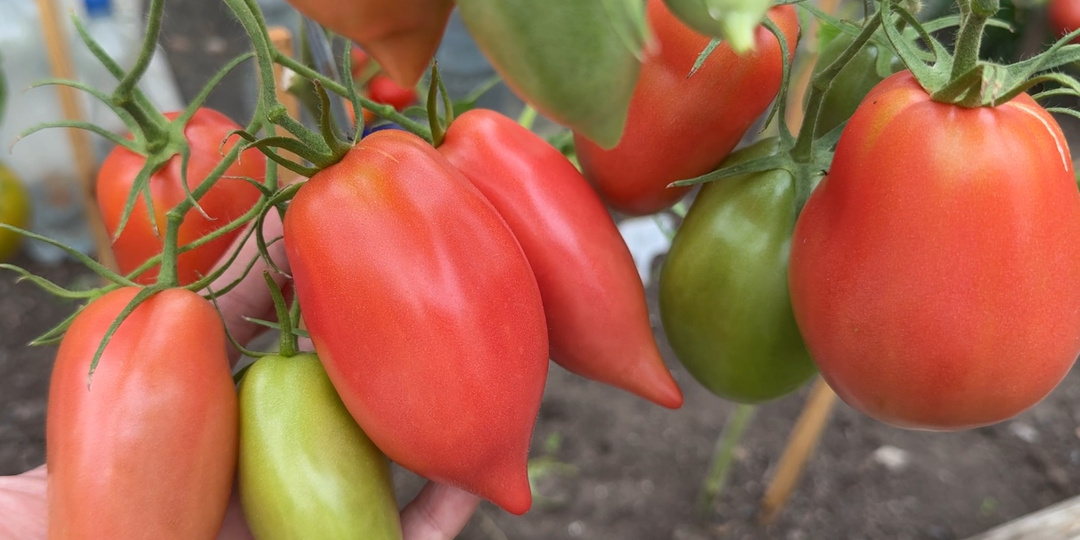 Томаты-гиганты и томаты-трудяги: мой ТОП сортов, которые точно сработают