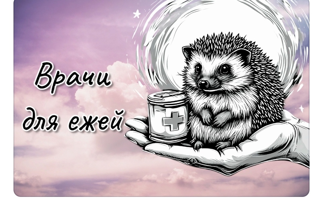 Ёжики|Приюти Ежа