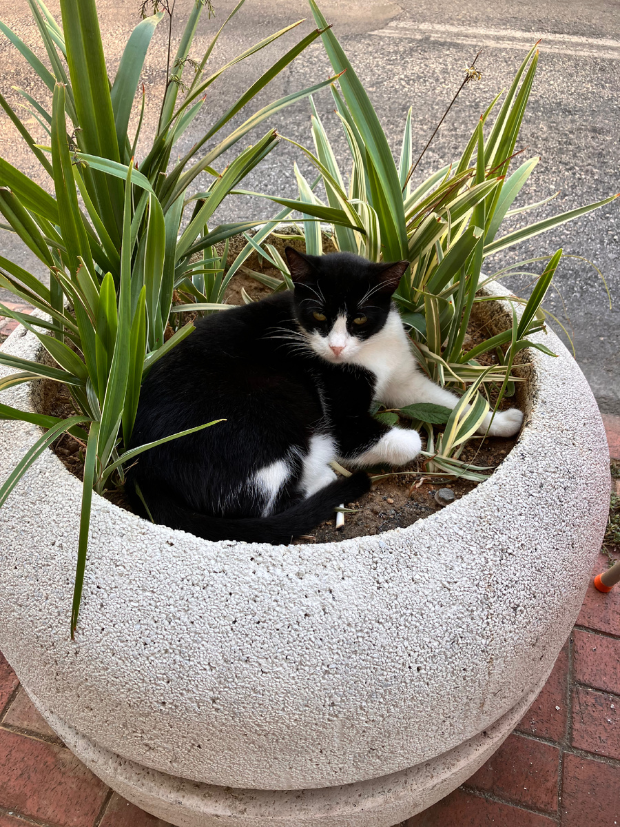 Королева возлежит исключительно в цветах