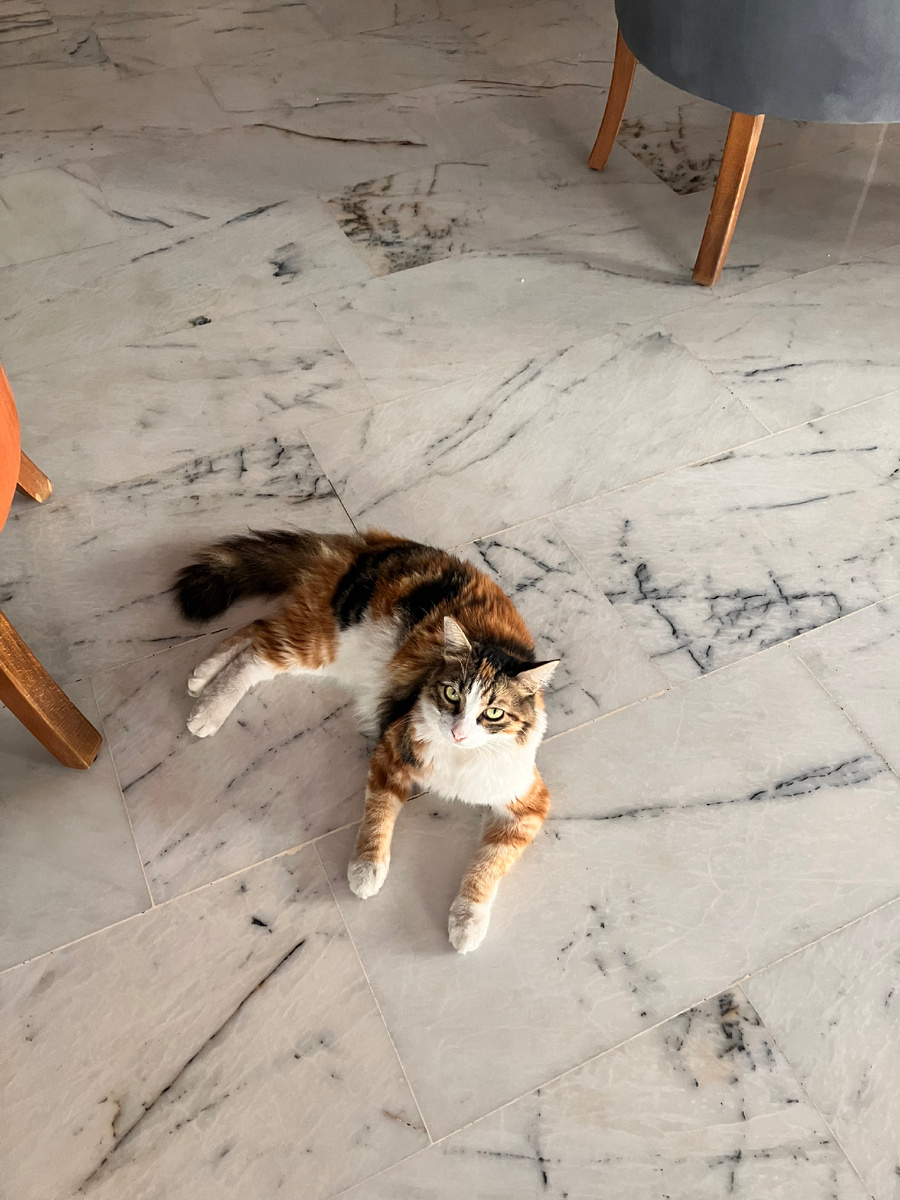 Рыжая гостья в нашем отеле