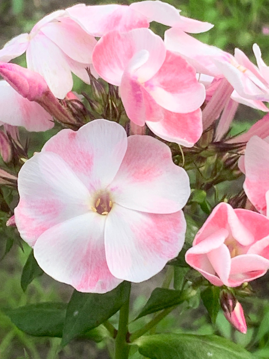 Алиса Фрейндлих