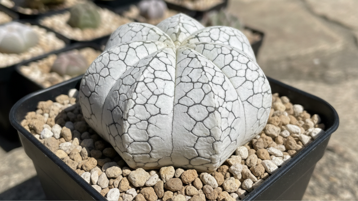 Правила выбора: как не промахнуться с видом?