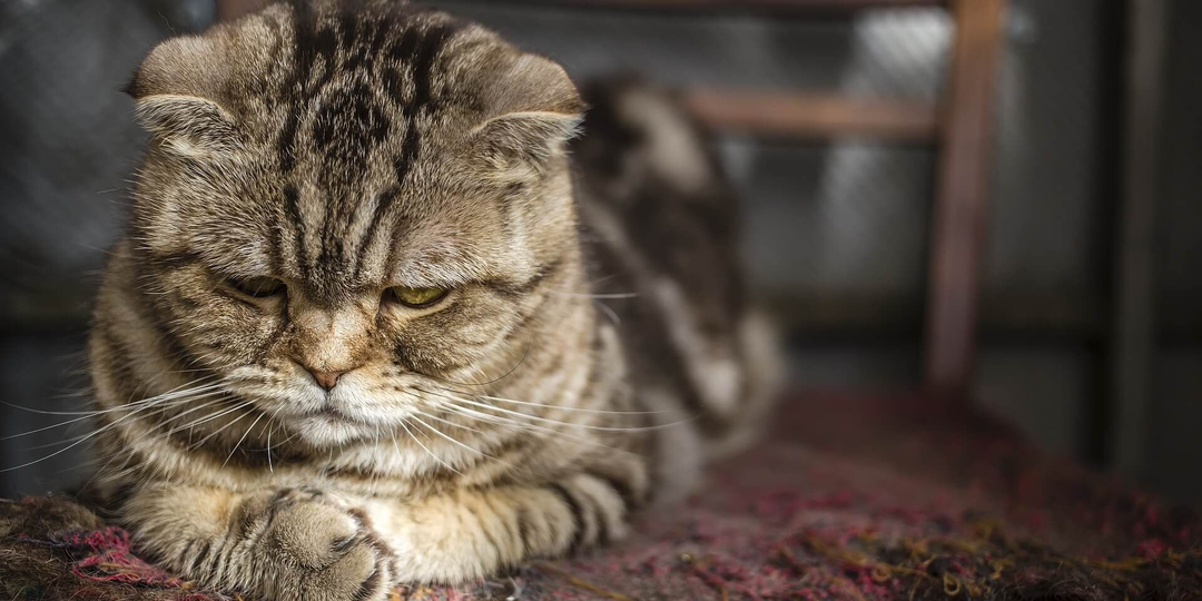 😺 Как понять, что у кота стресс: 5 признаков и как помочь
