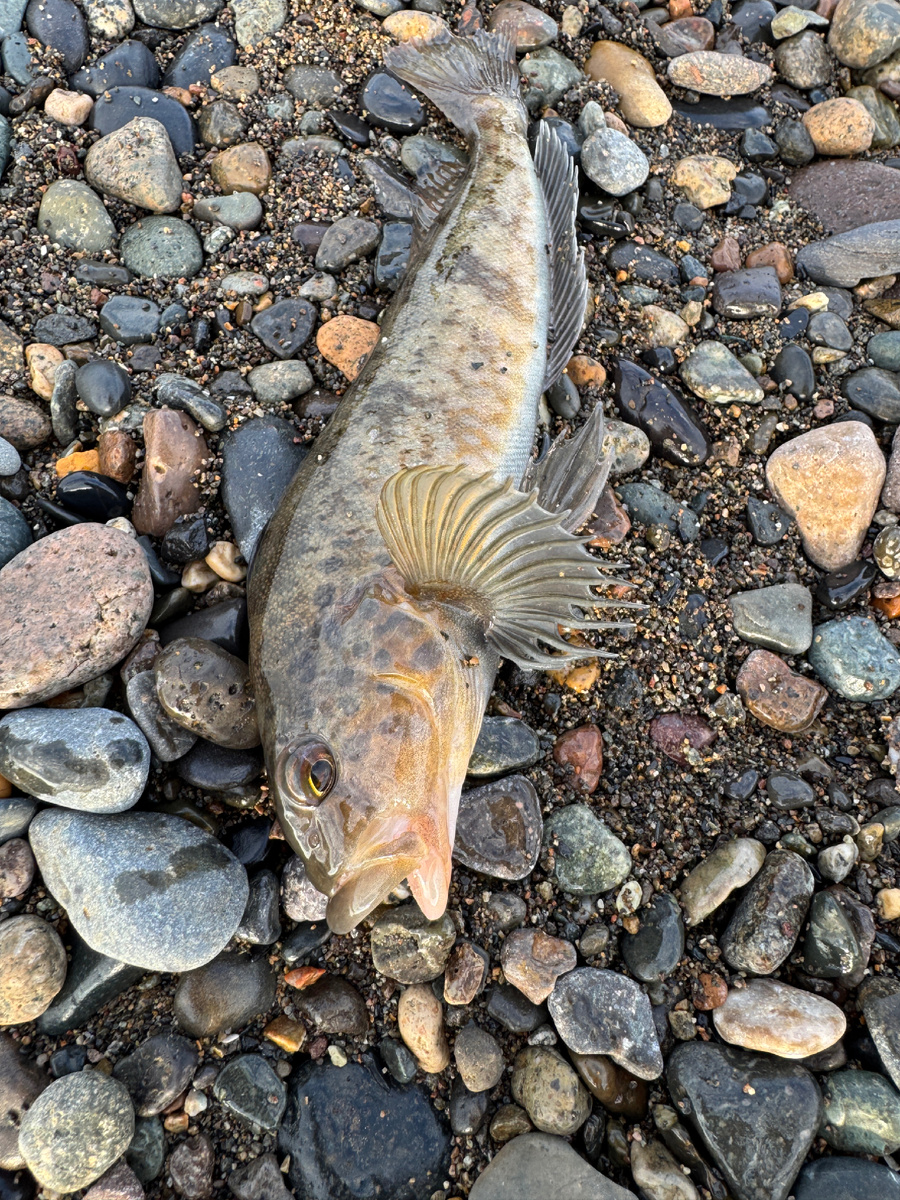 Наш смешной улов из моря.