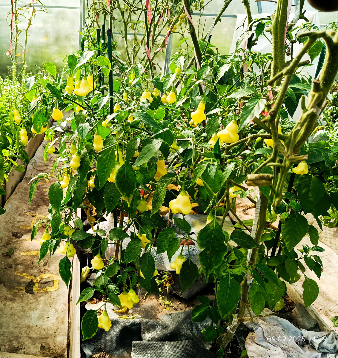 В 2025 году все острые перцы росли в томатной теплице. Фото 9 сентября