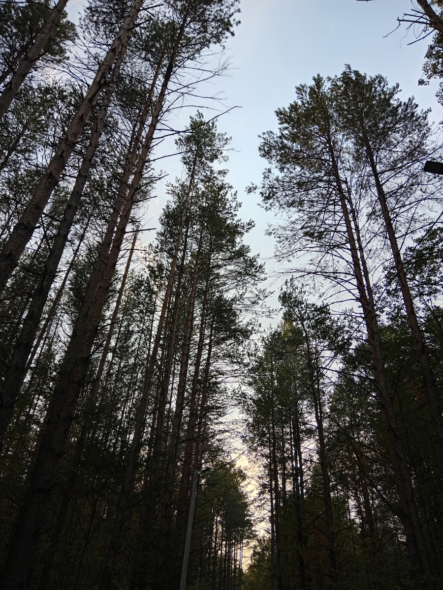 На фоне вечереющего неба.