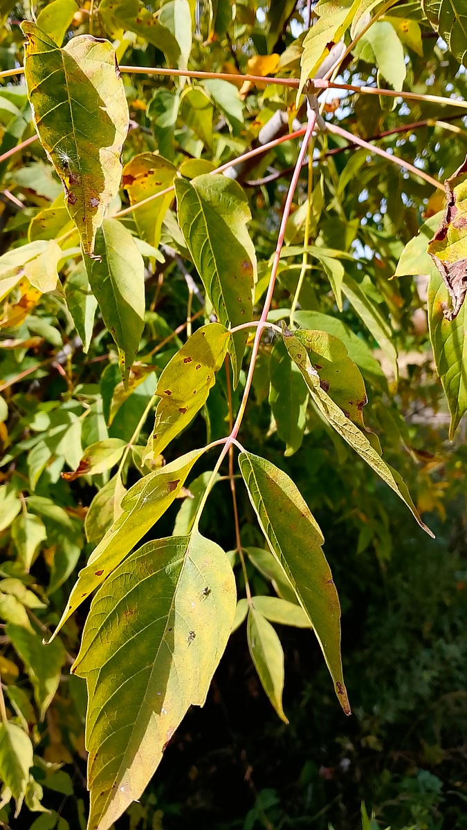 Фото листа для идентификации