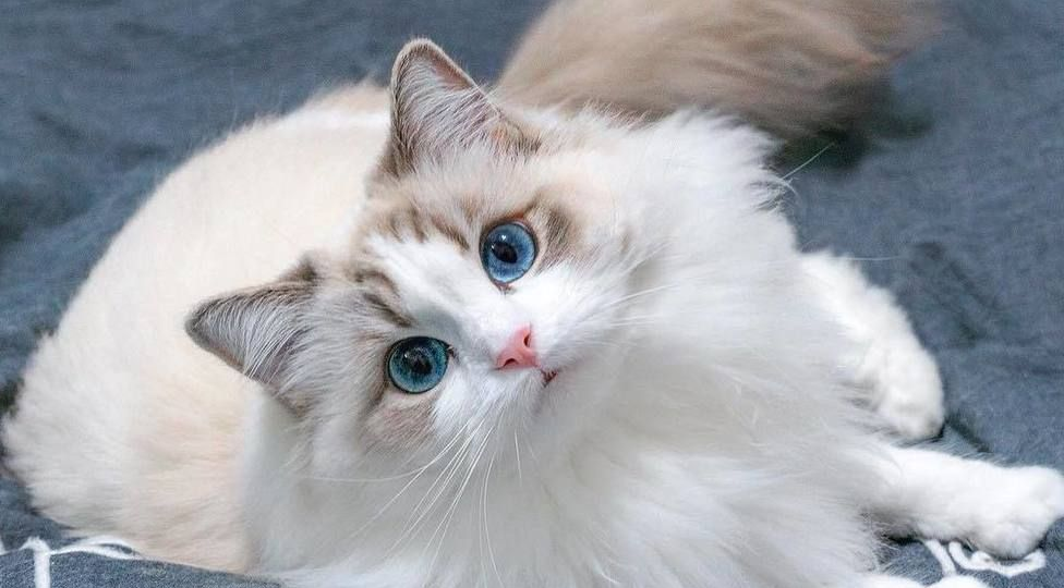 😻Регдолл: кошка, которая обожает обниматься