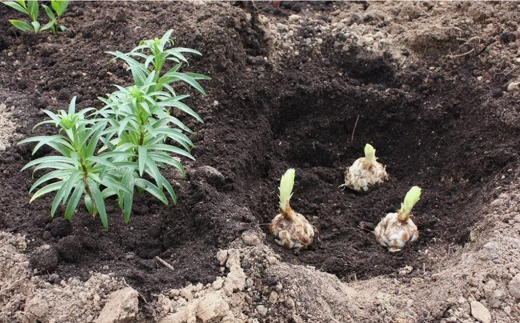 Когда пересаживать лилии осенью.