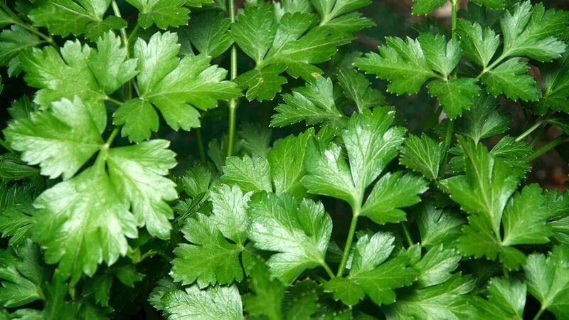 Фото из сети, не мое