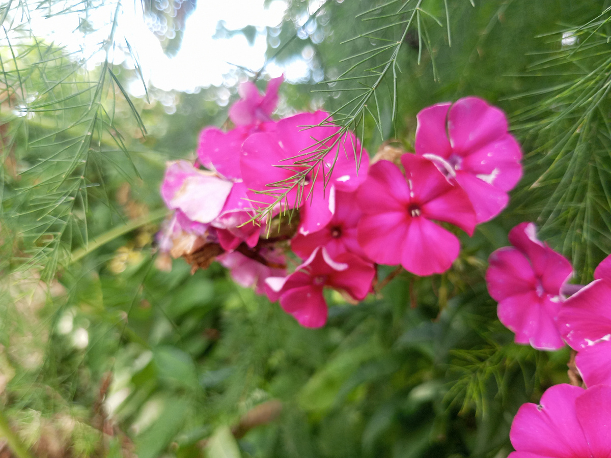 Отцветающие флоксы. Фото автора.