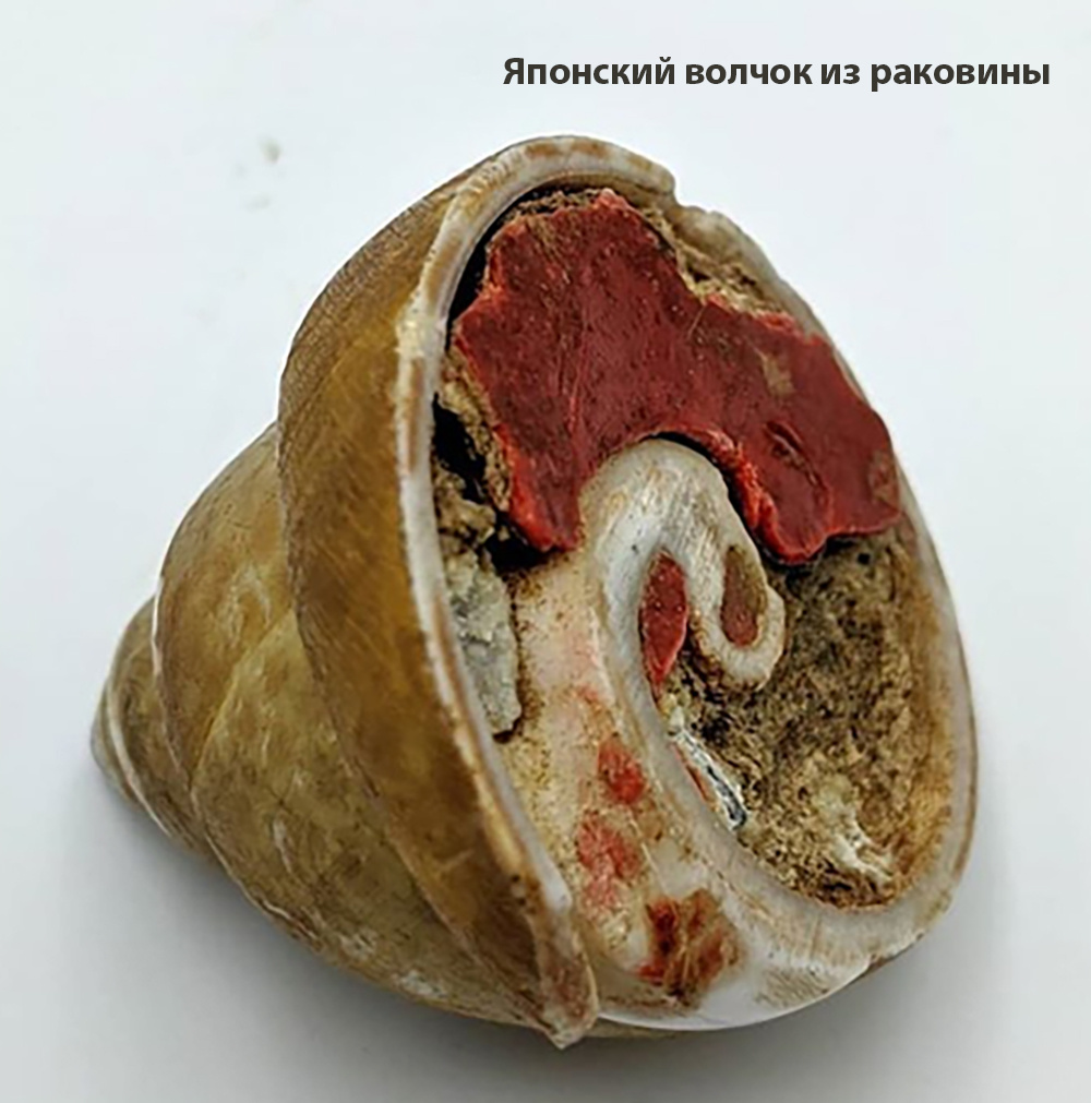 Из открытых источников интеренет